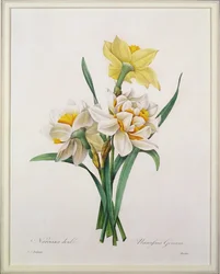 Narcissus gouani (telt virágú nárcisz), Bessin metszete, a „Choix des Plus Belles Fleurs” című műből, 1827